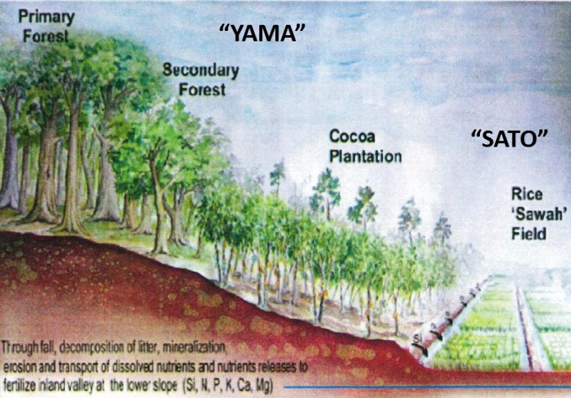 Sawah system: functional constructed wetland: Morphology of