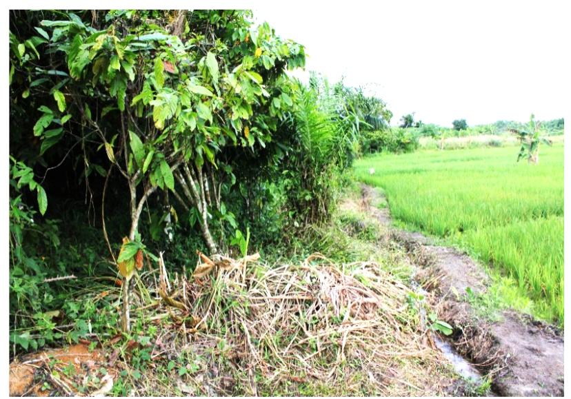 Tawiah Site, Terarced sawah and cocoa at Adugyama near Kumasi in Ashanti region of