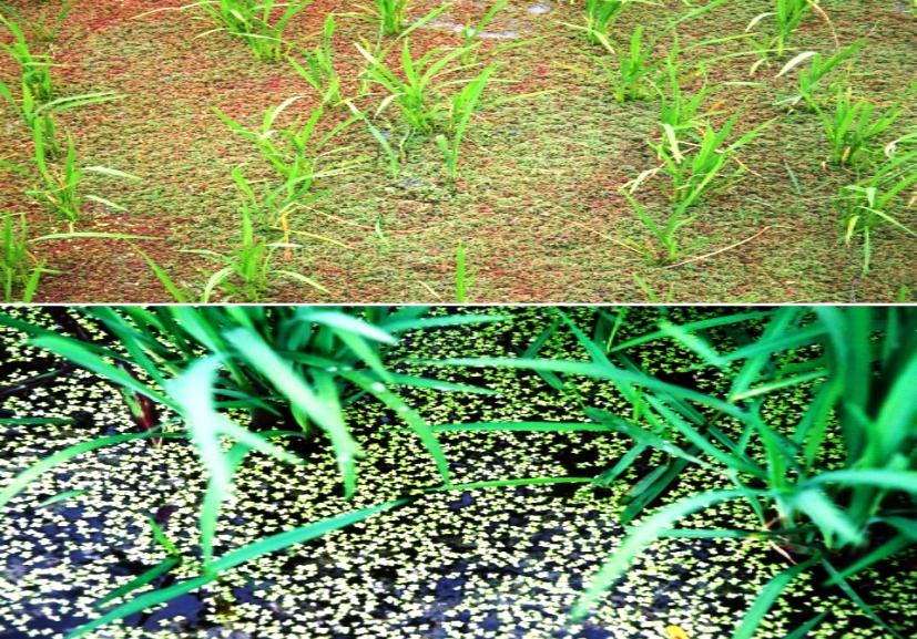 (a) (b) Submerged sawah: Multi functional ecosystems of various
