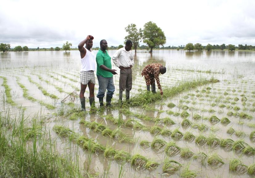 Sawah systems may be damaged by natural disasters but can manage draught and