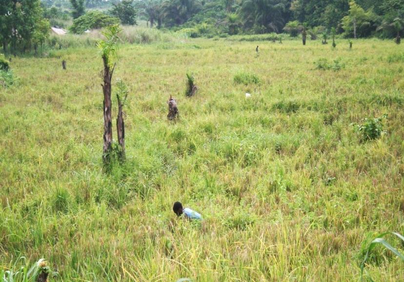 Sawah systems form the base for System of Rice Intensification (SRI) The