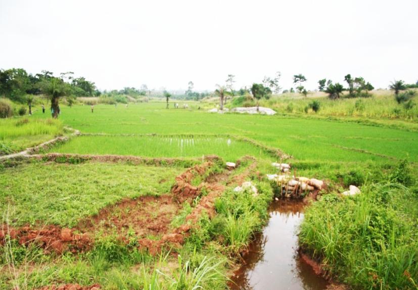 Once Sawah system is developed, such as the Sokwae site shown earlier, yields can reach at least 4t ha-1.