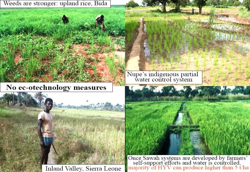 (a )Weeds are stronger: upland rice, Bida (b) Nupe s indigenous partial water control system, (c ) open valley systems in Sierra