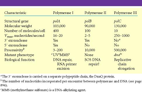 Summary of E. coli DNA Polymerases Table 24.