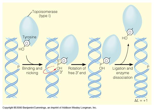 Mechanism of action of type I and II topoisomerases Type I (change L by 1) Type II (change L by 2) relaxation