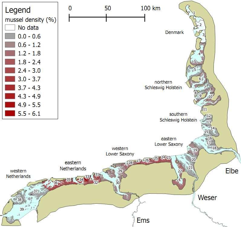 Trilateral observations averages 1999-2009 Coverage of tidal flats in Tidal Basins (TB4-TB39) by mussels (Mytilus edulis) show regional differences Mussel hotspots Eastern part of