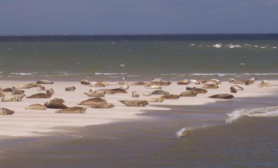 The Wadden Sea world wide unique home to common seals,