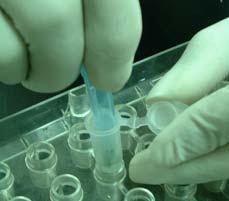 DNA Extraction using DNA Trap