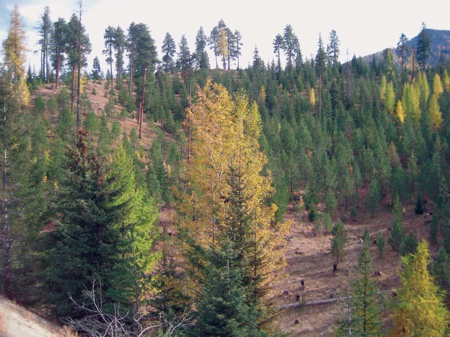 Silviculture for Washington Family Forests EB2000 DEPARTMENT