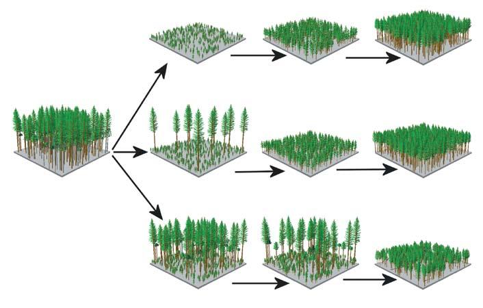 Figure 5. Even-aged harvest-regeneration systems commonly used in Washington include clearcutting (row 1), seed tree (row 2), and shelterwood harvests (row 3).