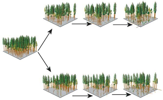 1b 1c 1d a 2b 2c 2d Figure 6. Uneven-aged harvest-regeneration systems sometimes used in Washington include single-tree selection (row 1) and group selection (row 2).