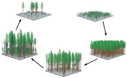 Traditional Stand Development Theory: Forests grow into stable old-growth over time.