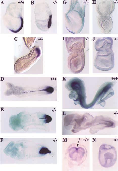 Hoodless et al. Figure 4. Expression of the axial mesoderm markers brachyury, Foxa2, and goosecoid in FoxH1 mutant embryos.