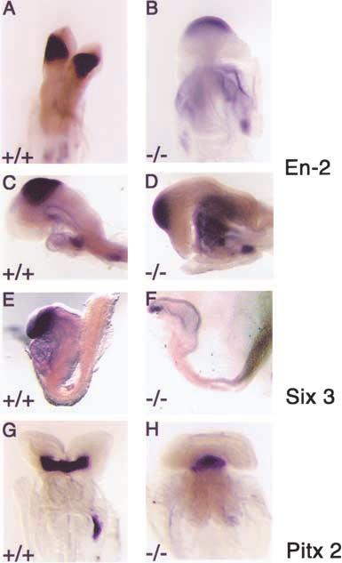 Staining is observed in the primitive streak region of FoxH1 mutant embryos but no axial mesoderm is present.