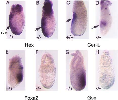 FoxH1 specifies the anterior primitive streak pends on signaling through the nodal Smad2pathway (Waldrip et al. 1998).