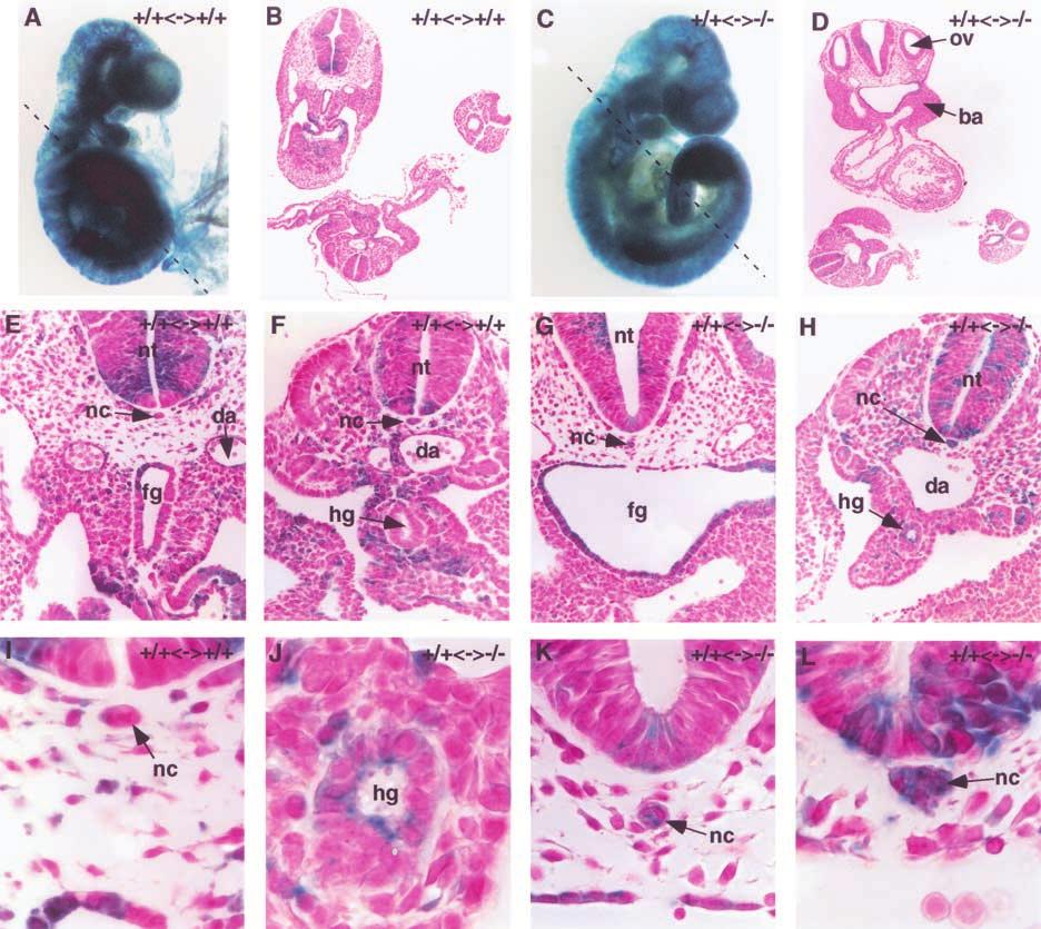 Hoodless et al. Figure 7. Wild-type ES cells can rescue anterior defects of FoxH1 mutant embryos.