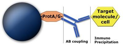 MagSi-protein A and MagSi-protein G Protein A and Protein G are recombinant proteins that bind with high affinity to the Fc portion of several classes and subclasses of immunoglobulin from a variety
