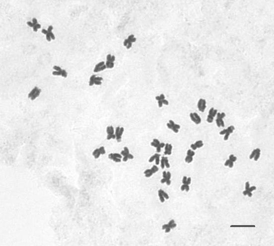 A B Comparison of chromosome spreads of male-fertile (MF) (2n=35)