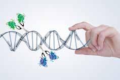 Modules Synthetic genomes Genome editing Switches Optimized metabolic pathways Minimal cells Oscillators Cell-to-cell communication circuits Feature Expertise: TALEN Gene Synthesis Transcription