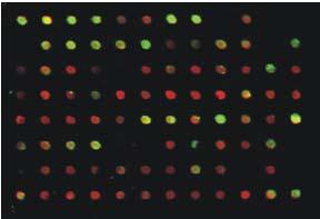 Ekspresijsko profiliranje z DNA mikromrežami dvojno