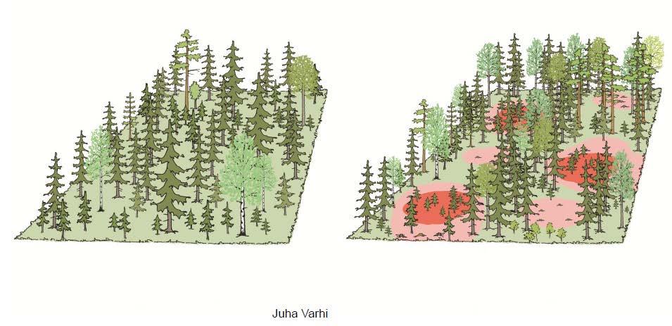 The most common methods of uneven-aged forest management