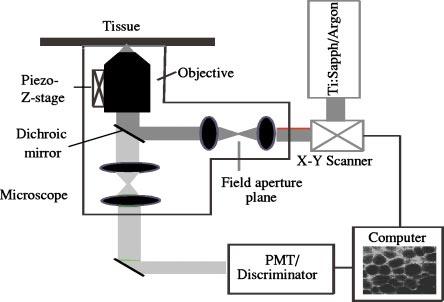 Two-photon 3-D mapping of ex vivo human skin... Fig. 2 Schematic of two-photon scanning microscope. that allows the system to be conveniently tuned from 690 to 1000 nm.