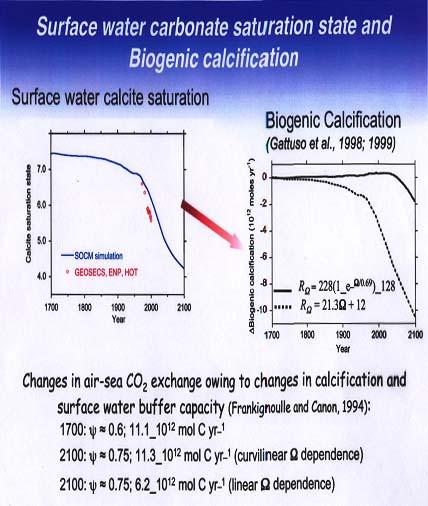 Calcification rates of organisms are decreased even when