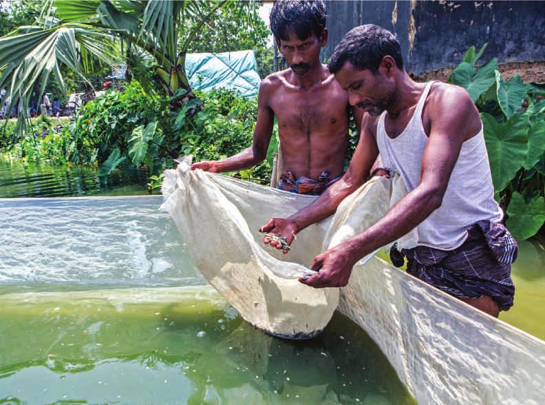 Katalyst s Contribution to Systemic Change The Adopt, Adapt, Expand, Respond Cases Systemic change in the fingerling market The aquaculture sector has been a key area of interest for Katalyst for