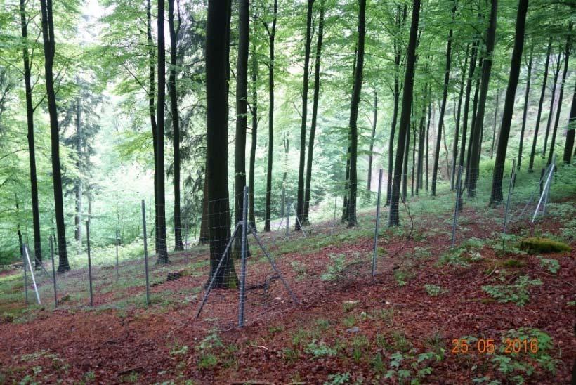 Biodiversity and ungulate management in managed forests Authors: Stefan SCHNEIDER *, Hans VON DER GOLTZ *, Alexander HELD ** Ungulate effects on silviculture and forest biodiversity are a