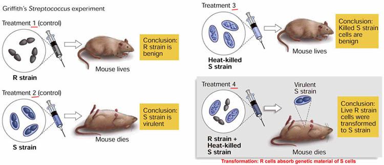 Mice injected with S strain bacteria died Mice injected with heat killed S strain