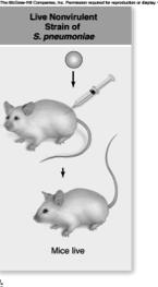 eat-killed S strain + live R strain cells killed the mice 2 Avery, MacLeod, & McCarty 1944 Transformation