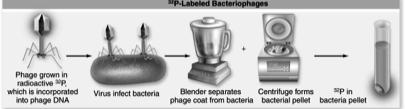 Bacteriophage protein was labeled with radioactive sulfur ( 35 S) Radioactive molecules were tracked nly the