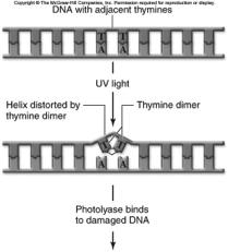 DA Repair Errors due to replication DA polymerases have proofreading ability Mutagens any agent that increases the