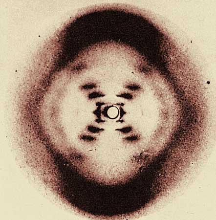 Rosalind Franklin used X-ray crystallography to take photo s of DNA These photo s gave us the imperative clues to the shape