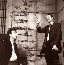 James Watson and Francis Crick worked to create a correct model of DNA s shape It was only after