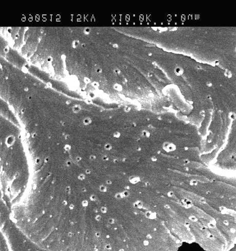 (a) Fig. 8 SEM micrographs showing the microapprearance of fracture surface of matrix in a resin rich zone.