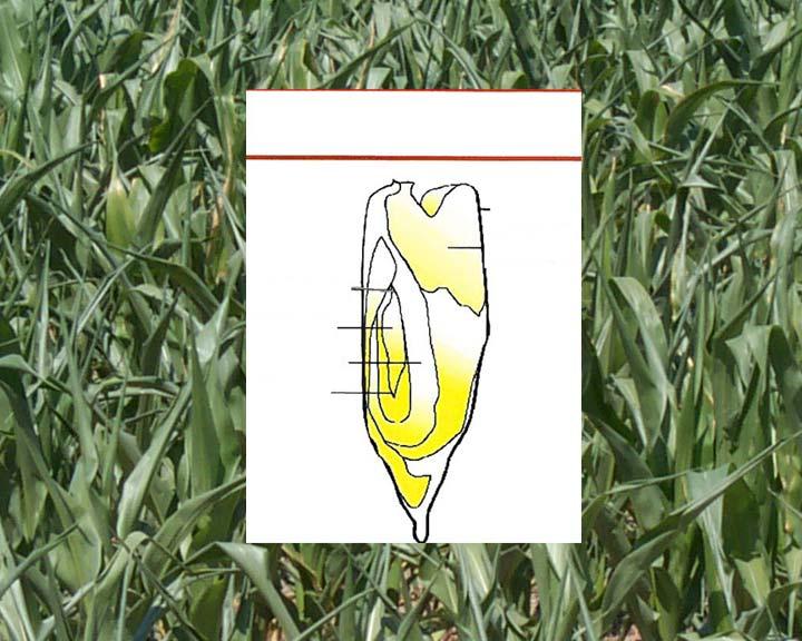HOW A CORN PLANT DEVELOPS Corn Kernel Sliced Lengthwise 5. Coleoptile 4. Plumule 3.