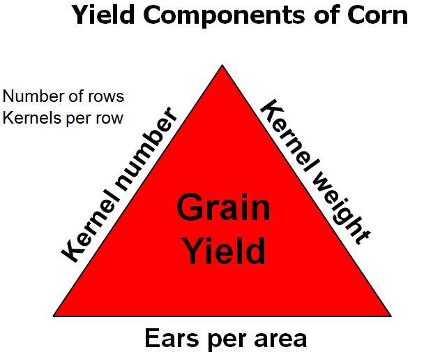 Actual Yield Components Potential = maximum number or size;