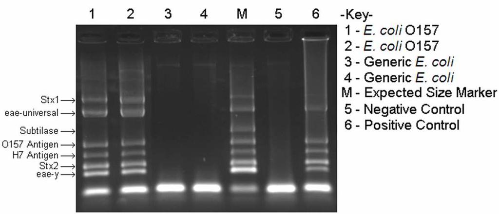 Multiplex PCR Analysis of