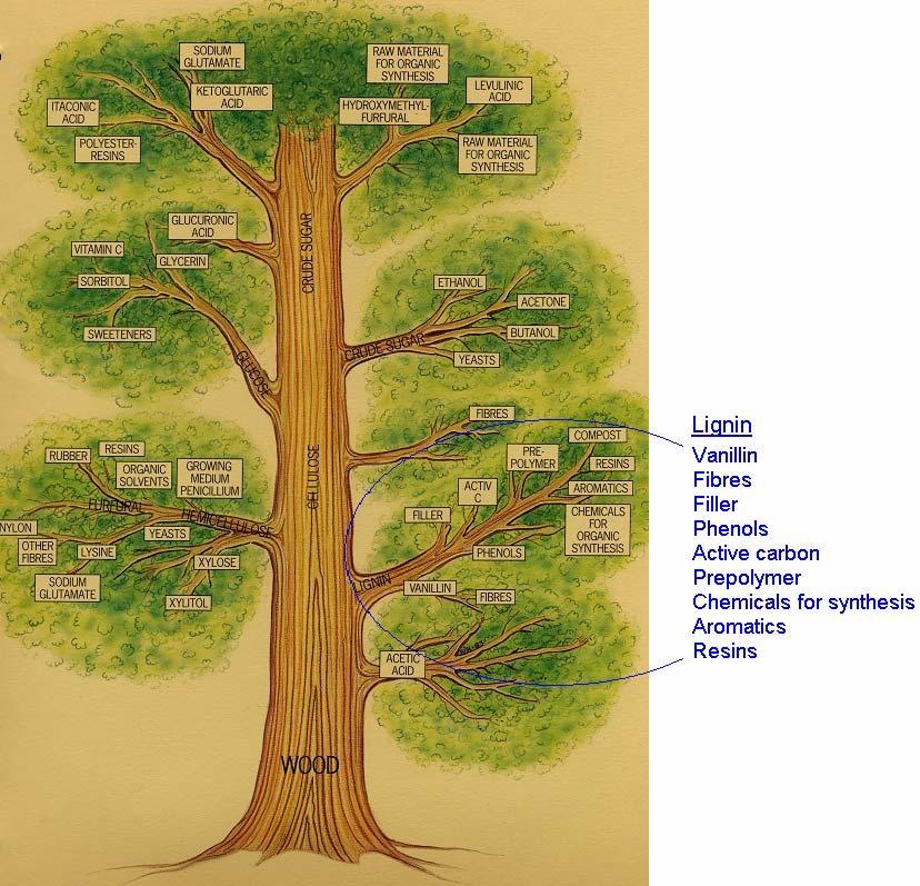 Biomass tree showing the main