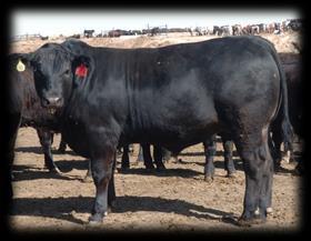 45 6.85 0.43 high -$91 Multiple Sires 198 921 3.21 19.04 5.96 0.00 n/a $0 Sons of F. Direction 28 915 3.46 19.65 5.75-0.