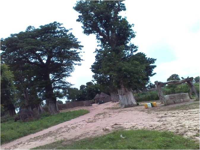 Introduction Natural growth area of baobab is the tropical dry Africa where it grows typically in areas with 600 to 900 mm of rainfall, although it can survive as low as 200 to 400 mm