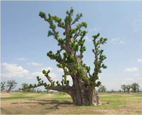 digitata is found in all the three agro-climatic zones in Senegal (the Sahel (250 to 500 mm), sudano-sahel (500 to 900 mm) and sudan (900 to 1100 mm) and is very representative in