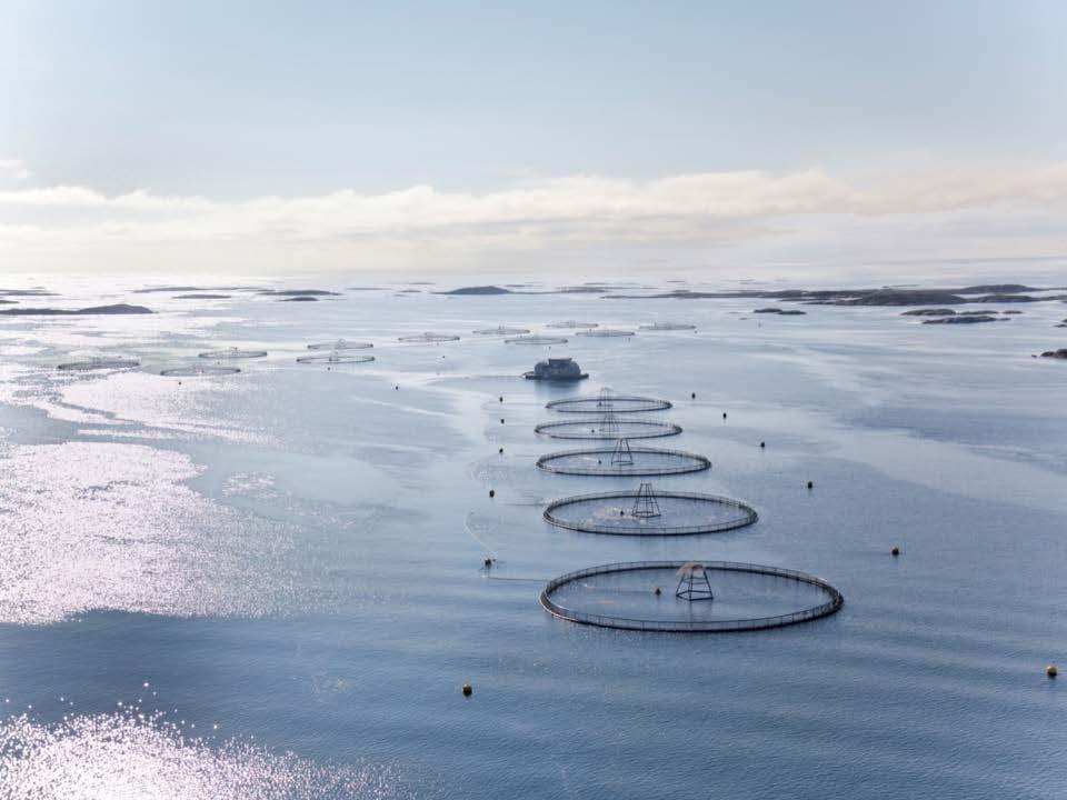 Conclusions There is potential for Seaweed production in Norway Biomitigation potential for present salmon-seaweed farming is limited Considerations for future: - Alternative