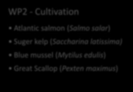 Atlantic salmon (Salmo salar) Suger kelp