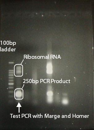 Figure 2 Test PCR reaction with Marge and Homer degenerate primers.
