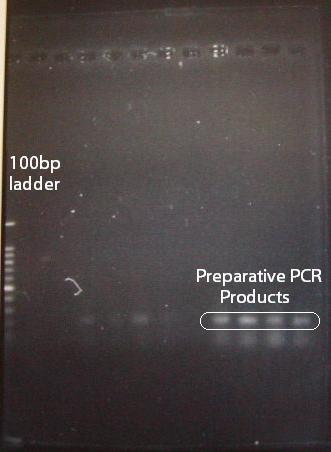 8 mm MgCl 2 concentrations produced the best 250 bp PCR products.