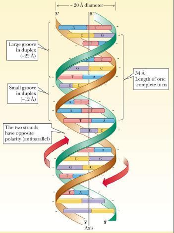 * DNA structural levels: 1) primary structure: it s the same as the primary structure of proteins, it is a sequence of nucleotides that are bound together by phosphodiester bonds.