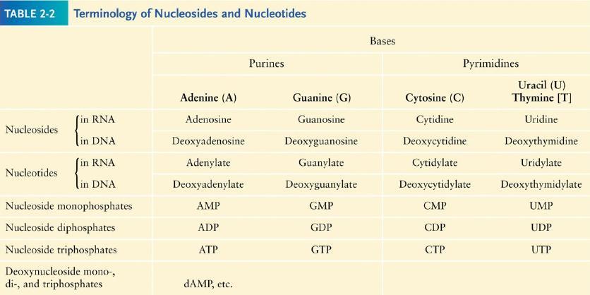* Nucleoside is composed of a nitrogenous base (either purine of pyrimidine) that is bound to a sugar (either ribose or deoxyribose).