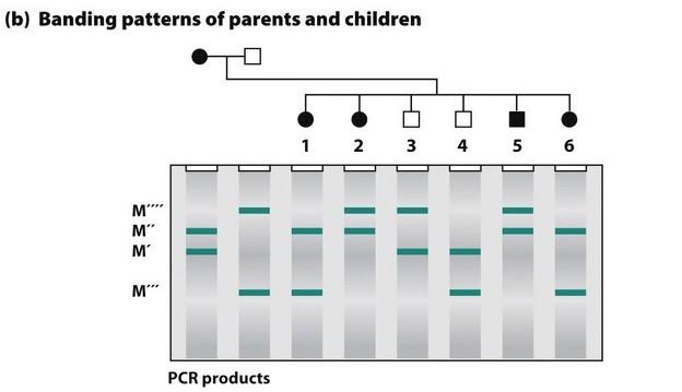 For 35 and 36. The figure below includes a pedigree for a family with a heritable genetic condition, and a gel electrophoresis revealing PCR genotypes for a molecular marker.